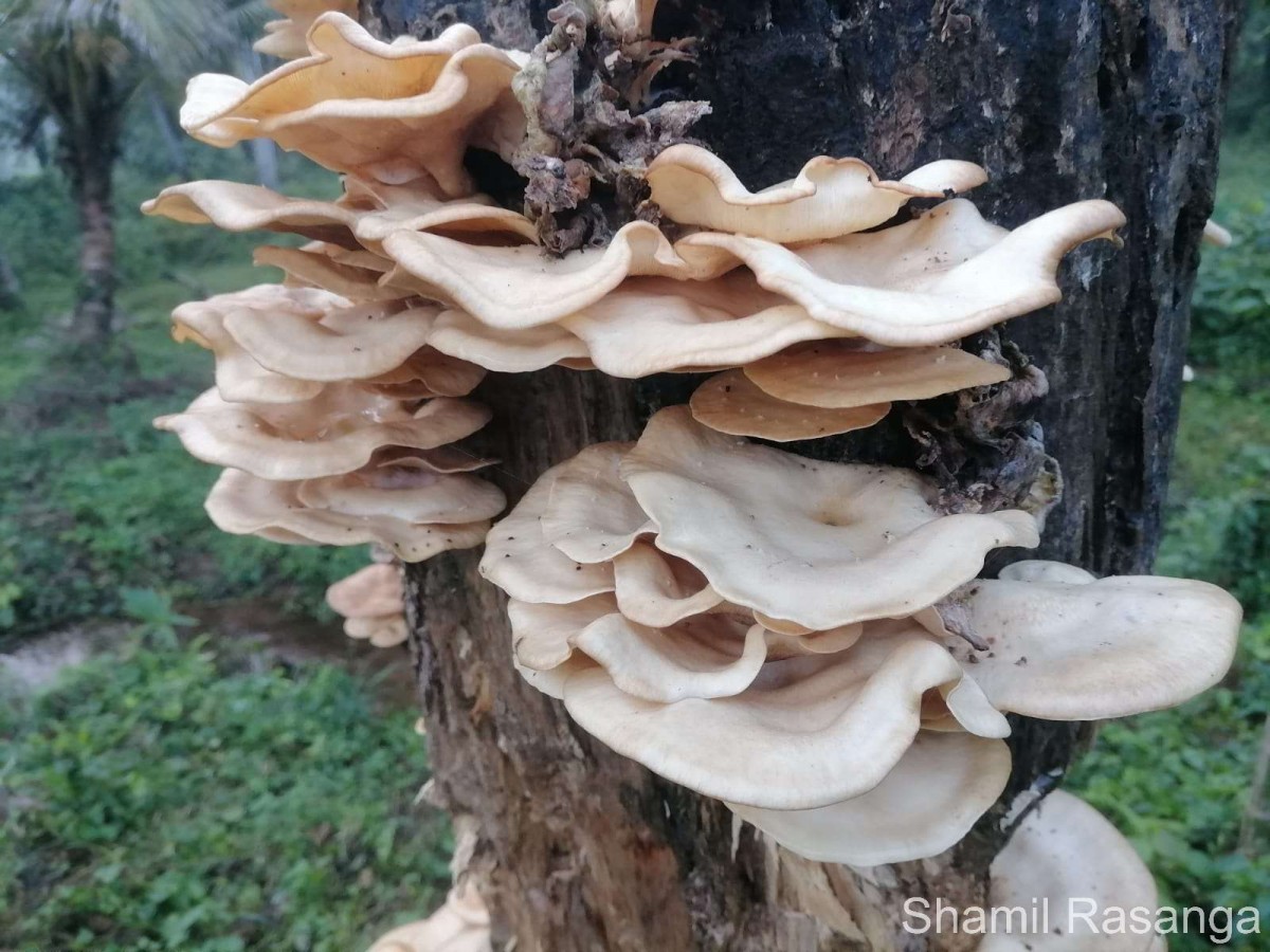 Pleurotus tuber